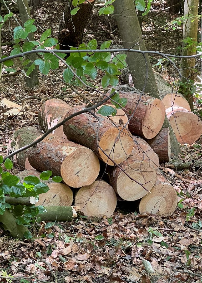 Verkauf von Holz